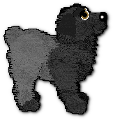 Babyboo - dane show pose